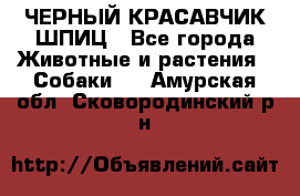 ЧЕРНЫЙ КРАСАВЧИК ШПИЦ - Все города Животные и растения » Собаки   . Амурская обл.,Сковородинский р-н